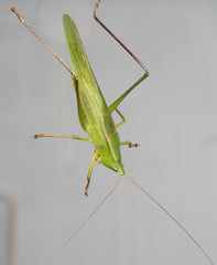 Neoconocephalus retusus