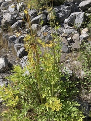 Levisticum officinale