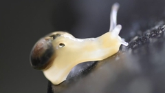 Helicarion perfragilis