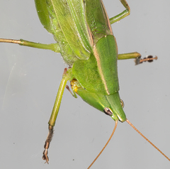 Neoconocephalus retusus