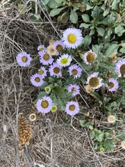 Erigeron glaucus