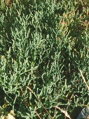 Salicornia pacifica