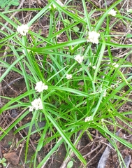 Cyperus seslerioides