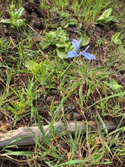 Moraea tripetala
