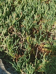 Salicornia pacifica