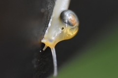 Helicarion perfragilis
