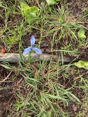 Moraea tripetala