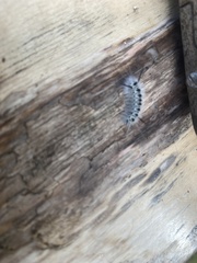 Lophocampa caryae