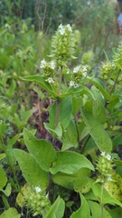 Lepechinia caulescens