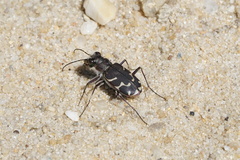 Cicindela tranquebarica