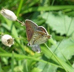 Lycaena tityrus