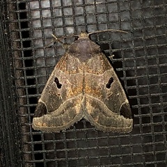 Plagiomimicus pityochromus