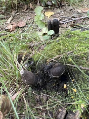 Xylaria polymorpha
