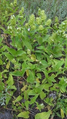 Lepechinia caulescens