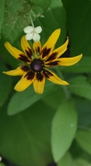 Rudbeckia hirta