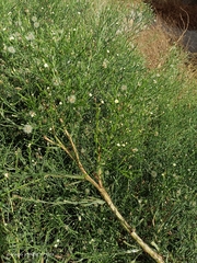 Symphyotrichum subulatum squamatum