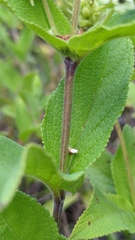 Lepechinia caulescens