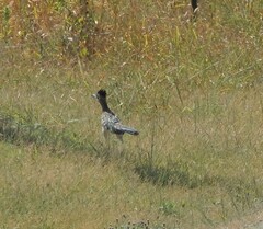 Geococcyx californianus