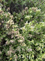 Baccharis pilularis