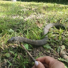 Nerodia sipedon sipedon