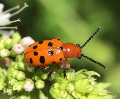 Crioceris duodecimpunctata