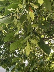 Tilia americana