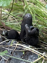 Xylaria polymorpha