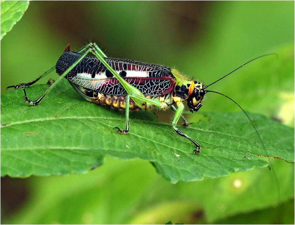 Pardalota haasi