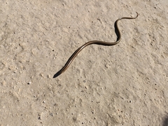 Ophisaurus attenuatus