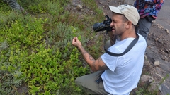 Lepechinia caulescens