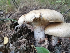 Neolentinus lepideus
