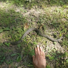 Nerodia sipedon sipedon