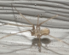 Spermophora senoculata