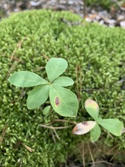 Lysimachia europaea
