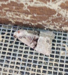 Mesoligia furuncula