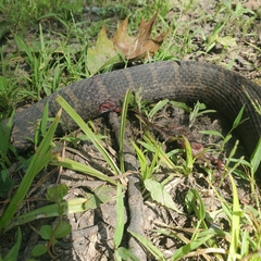 Nerodia sipedon sipedon