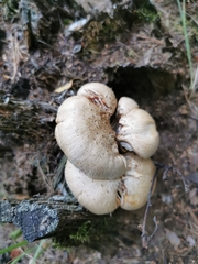 Neolentinus lepideus