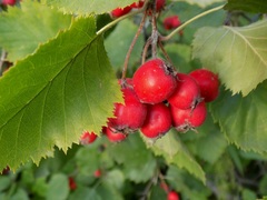 Crataegus