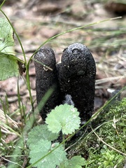 Xylaria polymorpha