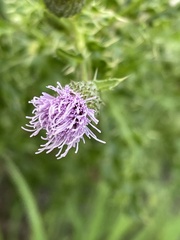 Cirsium arvense