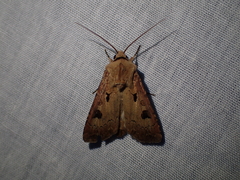 Agrotis exclamationis