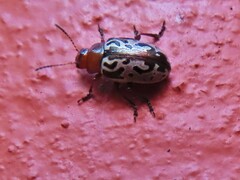 Zygogramma piceicollis