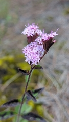 Stevia