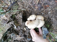 Neolentinus lepideus