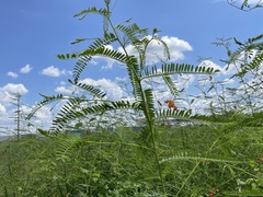Sesbania vesicaria