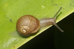 Cantareus apertus