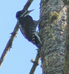 Picoides dorsalis