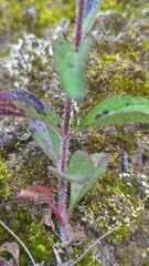 Stevia