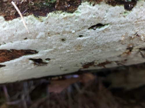Cinereomyces lenis