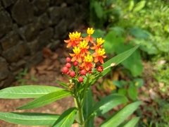 Asclepias curassavica